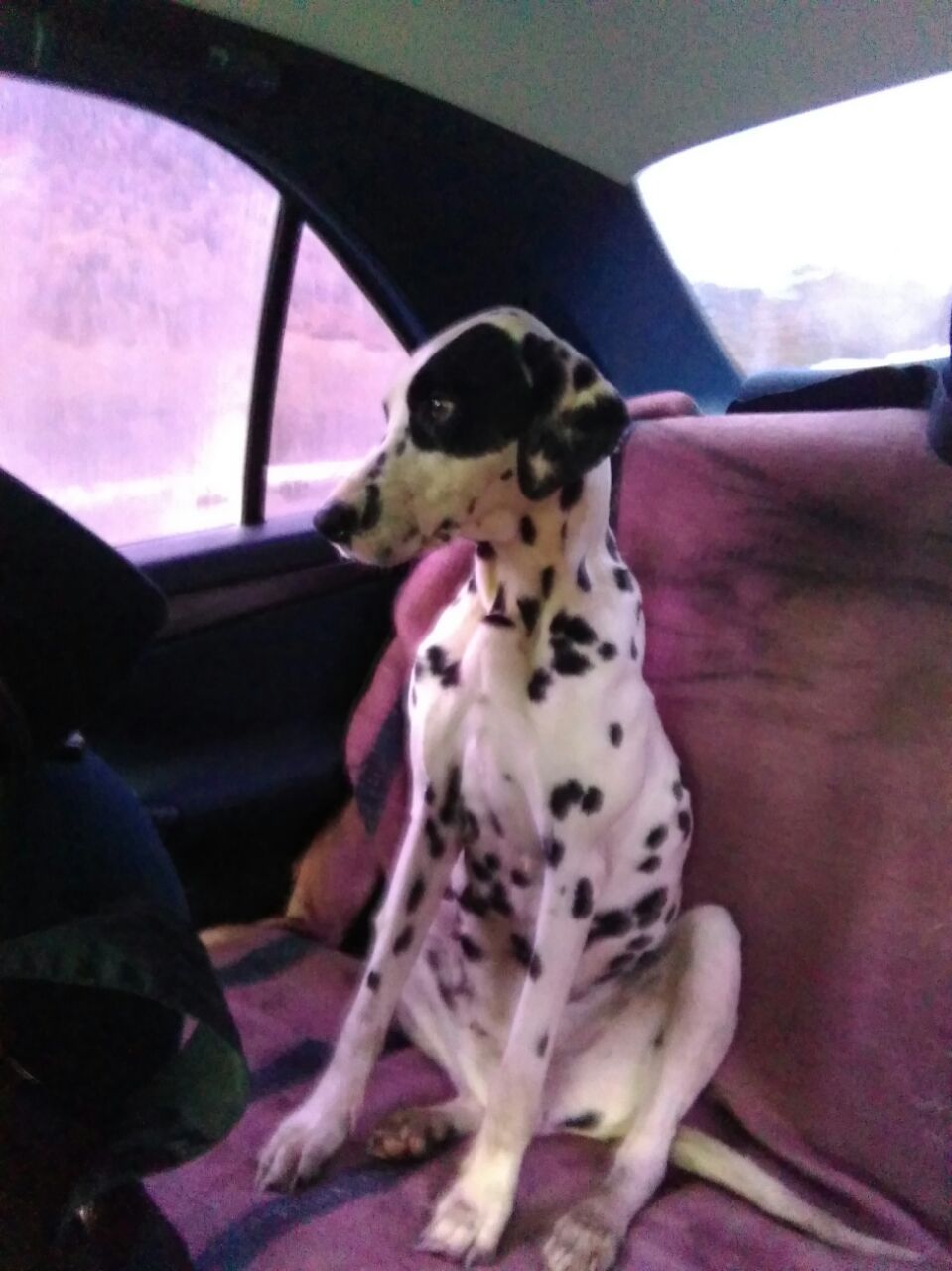 Found Dalmatian in Altai - My, Dog, Help, Dalmatian, Mountain Altai, Longpost, Novosibirsk, Found a dog, Helping animals, Altai Republic