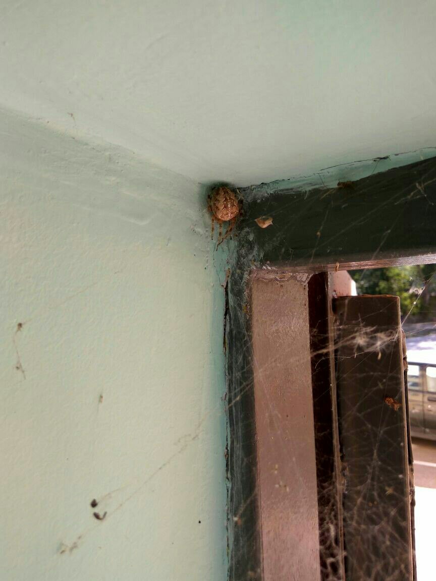 A wonderful neighbor settled in our house - Spider, Horror, We all die, Horror, , Syzran, Homeland, Neighbours, Longpost