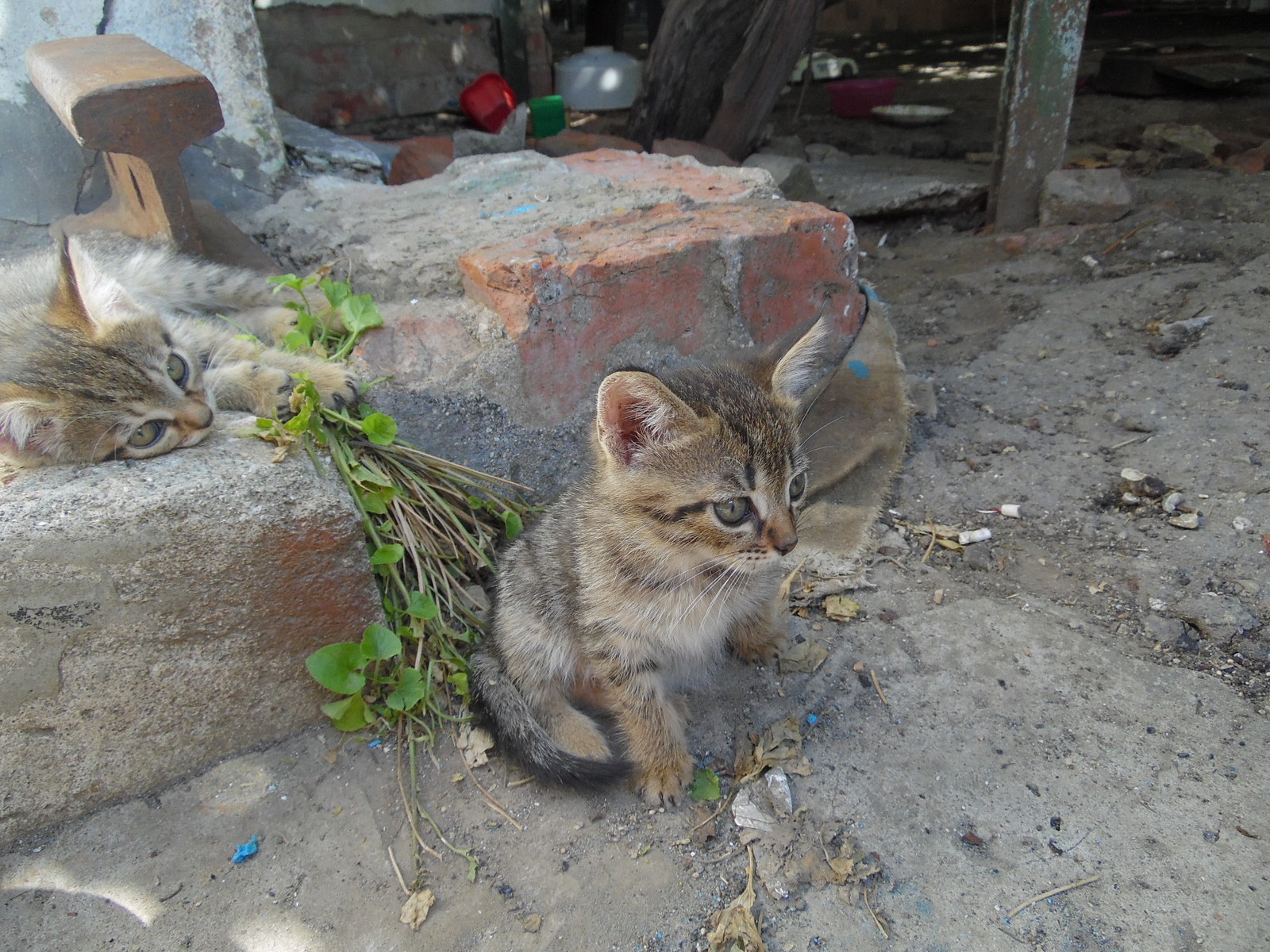 Kittens in the Temryuk region - cat, Help, In good hands, Longpost, Helping animals