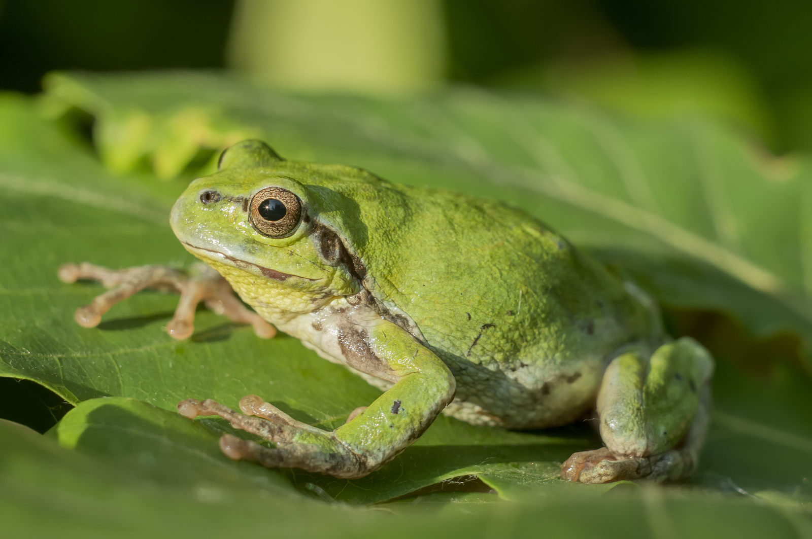 Frog - My, Nikon, Nikon d3200, Helios44-2, Macro photography, Helios44-2