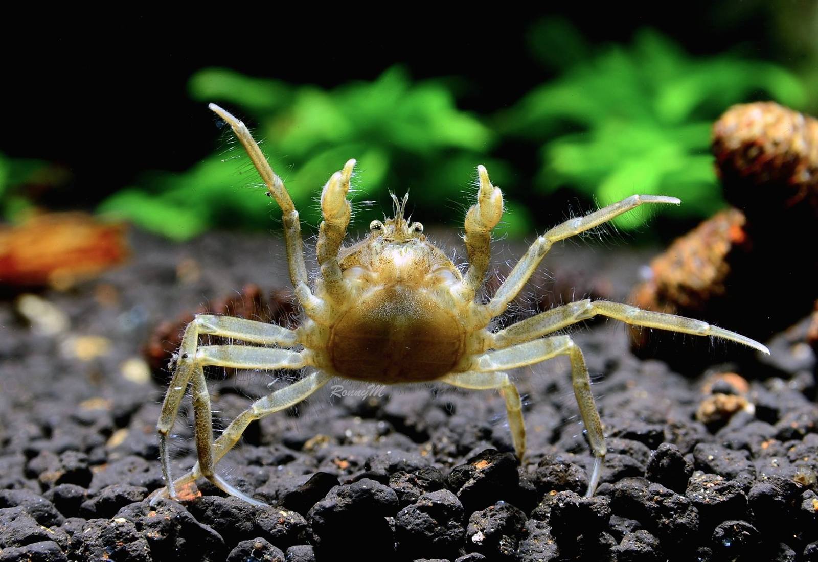 This crab is clearly unhappy with something)) - Aquarium, Aquarium, Crab