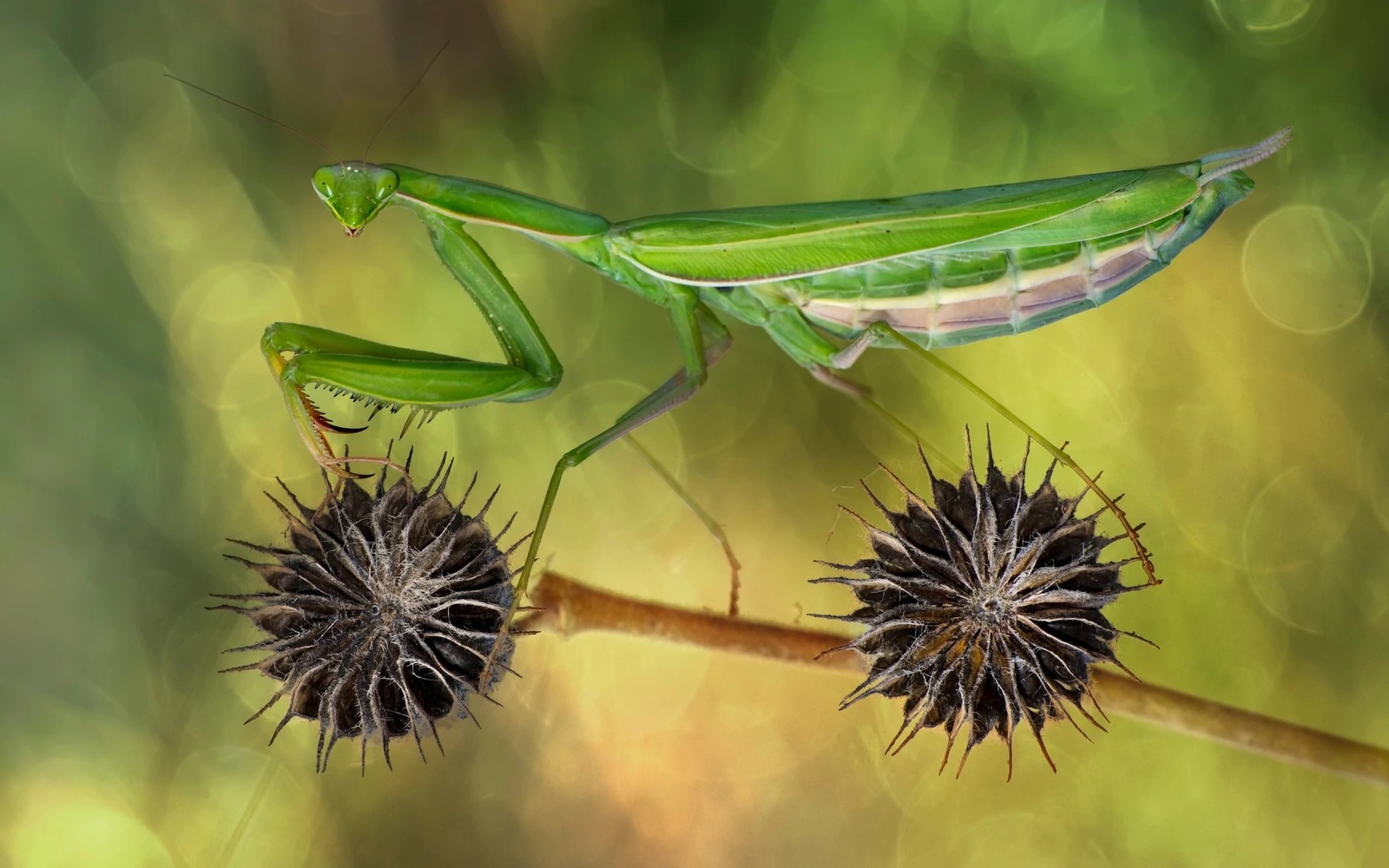 On your bike - Mantis, Cyclist, Insects