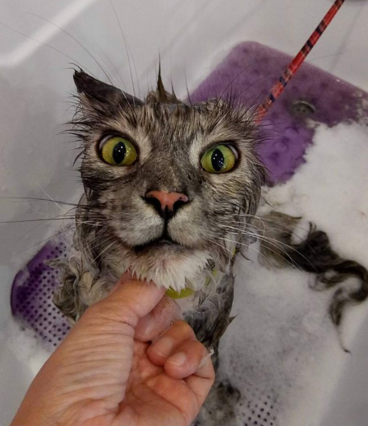 I'll kill your whole family... - cat, Bath, Anger, Milota