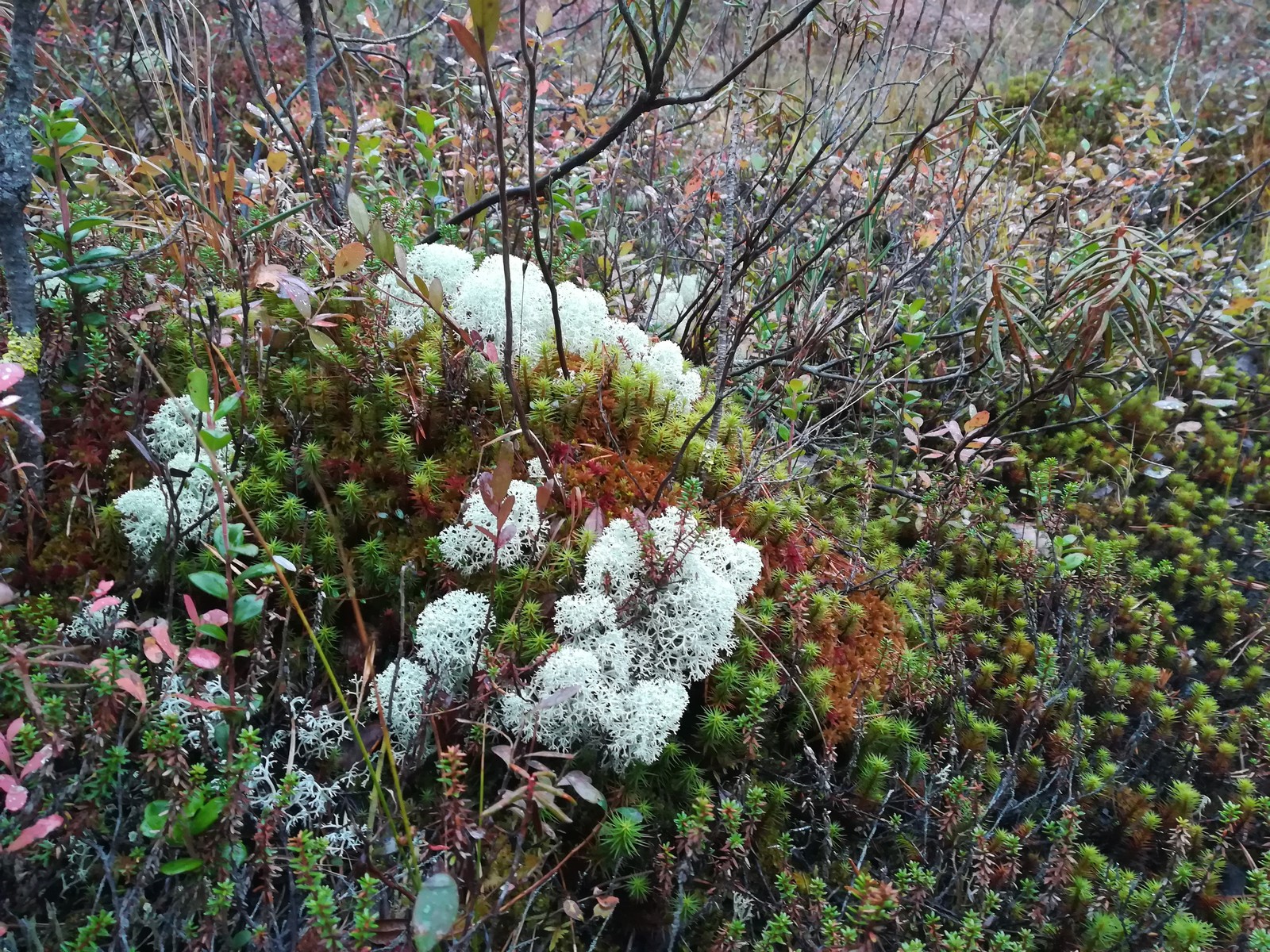 The beauty of the taiga - My, Cowberry, Taiga, Berries, Forest, Longpost