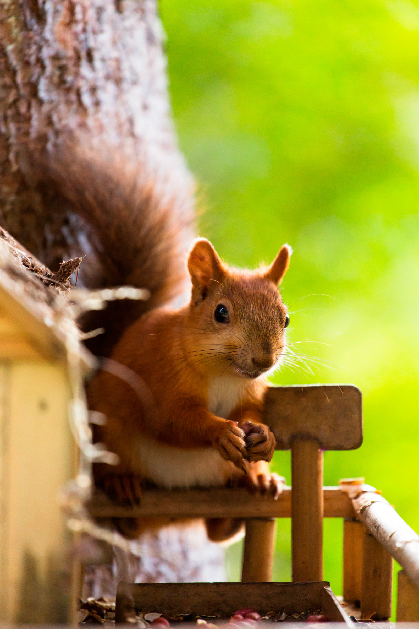 Squirrel from the Botanical Garden - My, Squirrel, The photo, Nature, Boobs, not boobs, Novosibirsk, Longpost