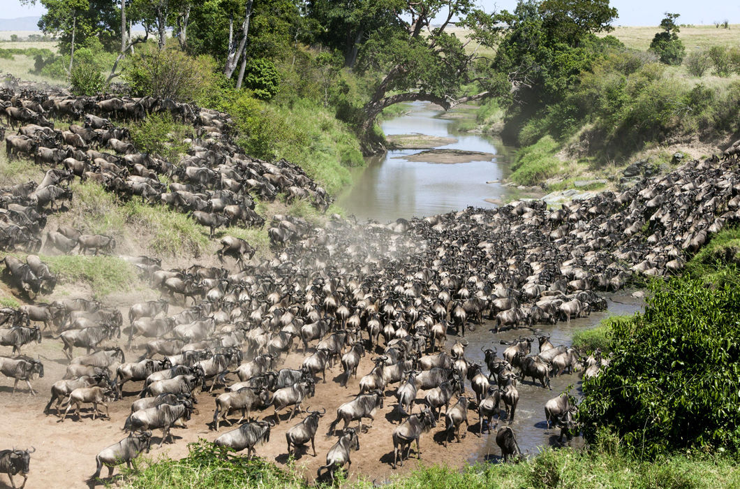 Animal migrations - Migration, Animals, Wild animals, Travels, Longpost