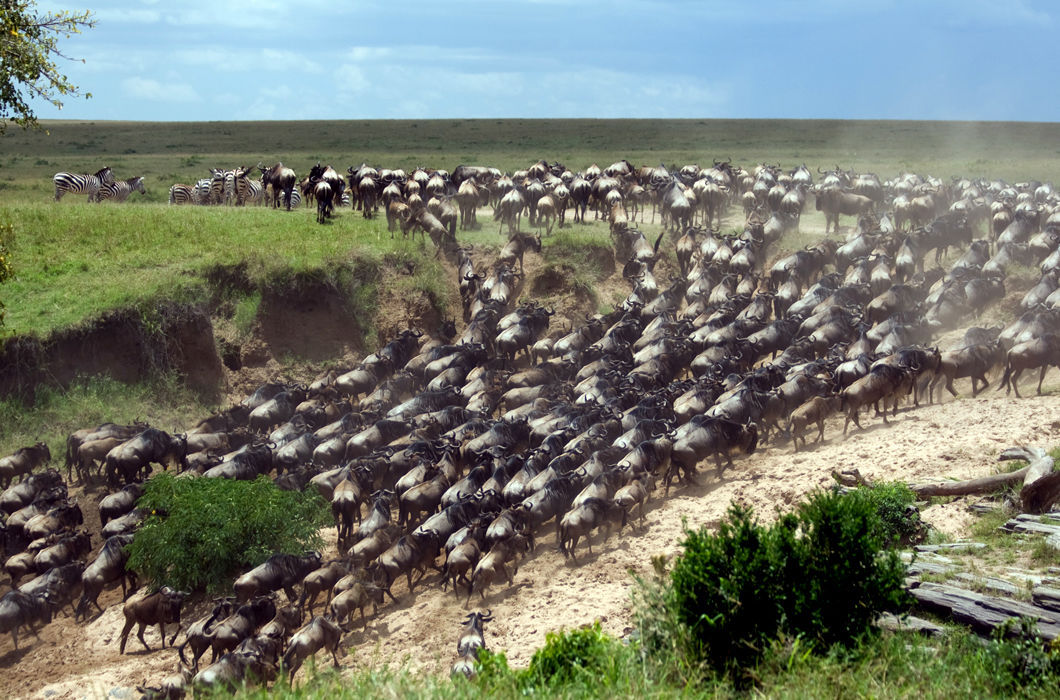 Animal migrations - Migration, Animals, Wild animals, Travels, Longpost