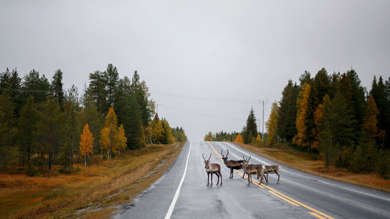 To Norway by car. Part 1: Preparing for the trip, the road to the north - My, Road trip, Norway, Finland, Lapland, The photo, Arctic, Longpost