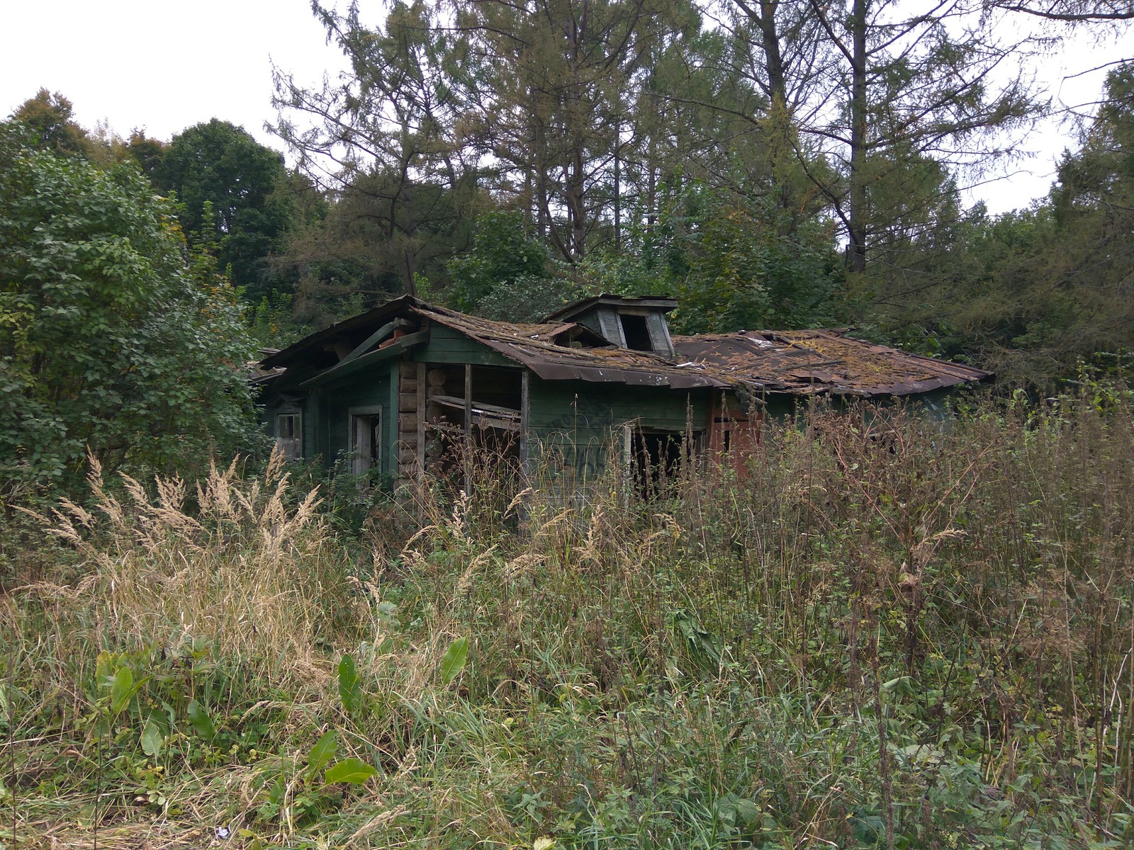 What can be found in the forest park - My, Forest, Forest Park, Track, Longpost, Squirrel, Abandoned house, Throne, Ski track