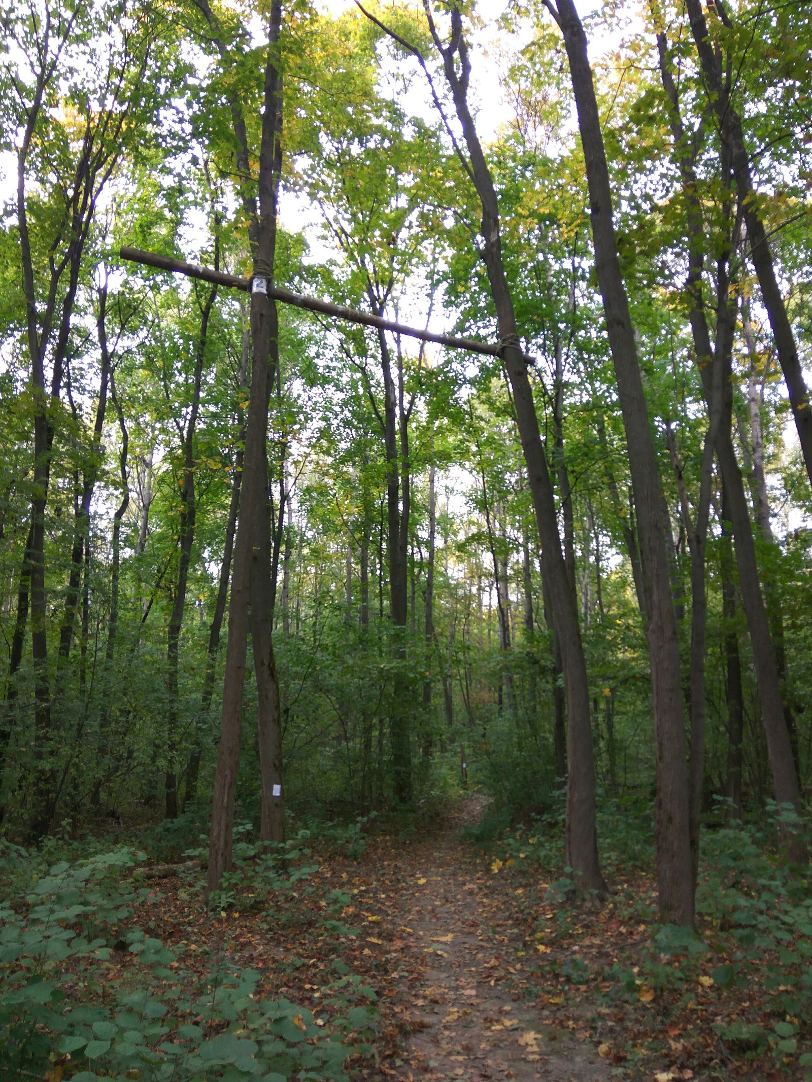 What can be found in the forest park - My, Forest, Forest Park, Track, Longpost, Squirrel, Abandoned house, Throne, Ski track