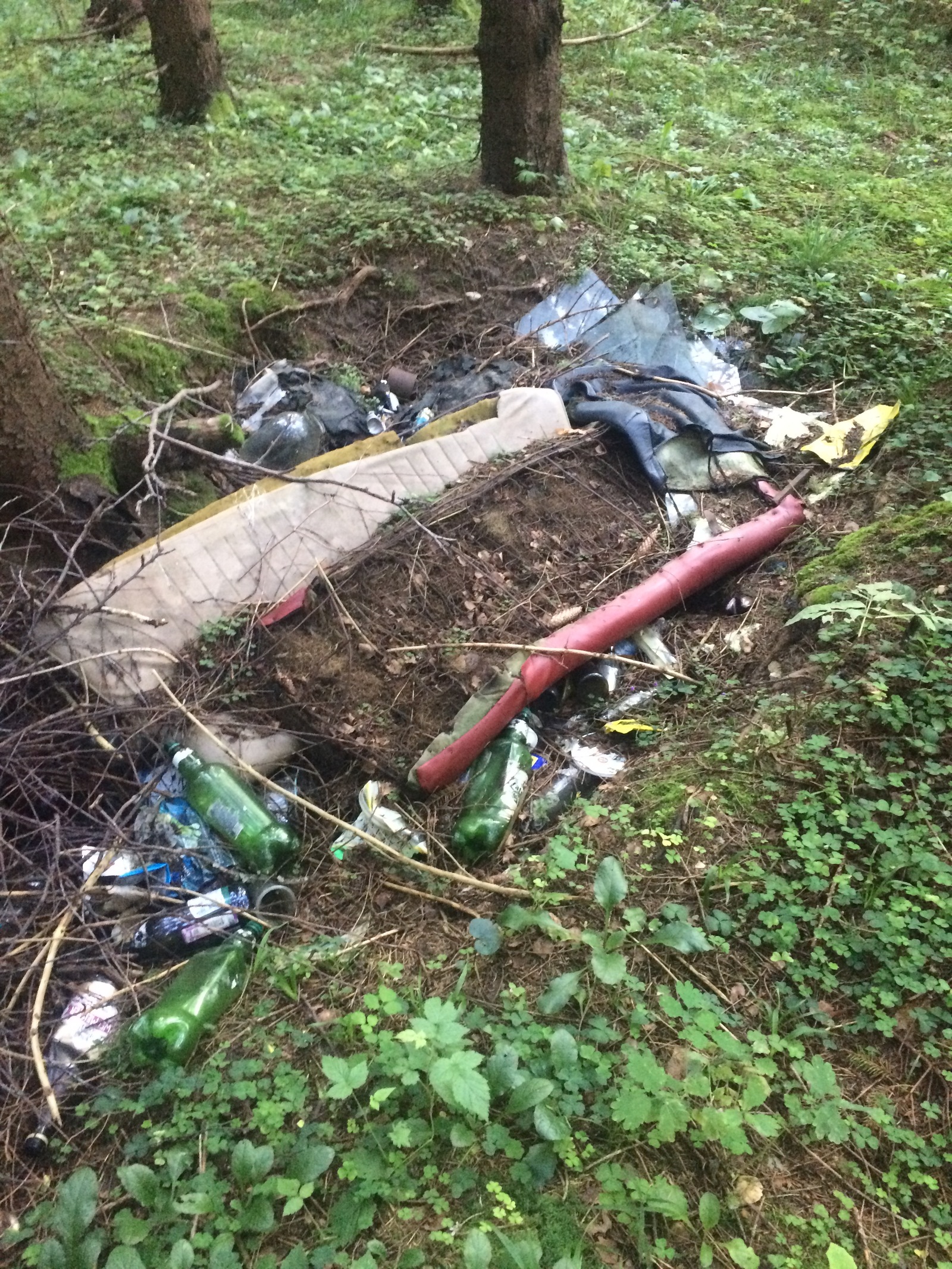 How I fought for cleanliness in the forest - My, Ecology, Подмосковье, Forest, Saturday clean-up, Longpost