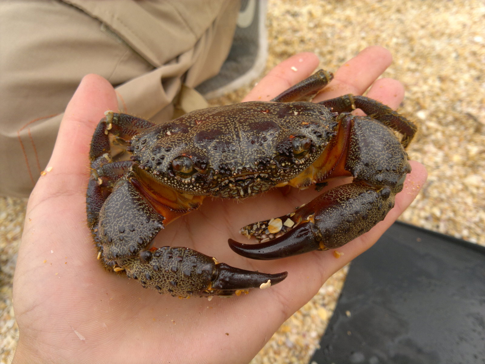 Есть ли крабы в черном море