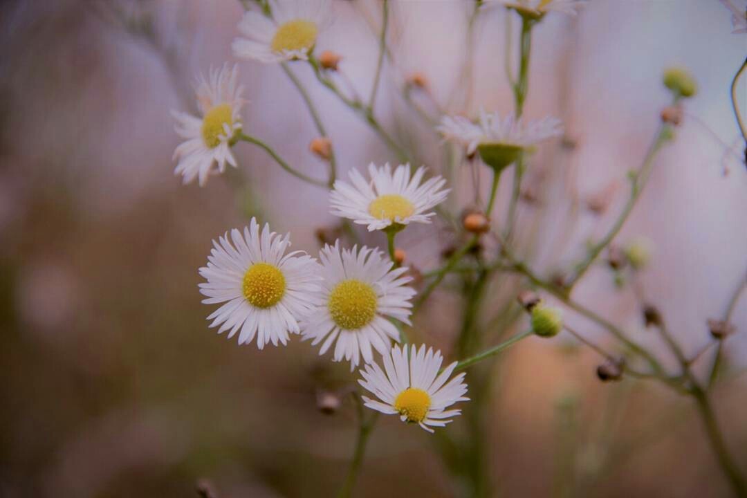 Beauty is in simplicity. - My, The photo, Canon 600D, Autumn, Chamomile, beauty of nature, Longpost