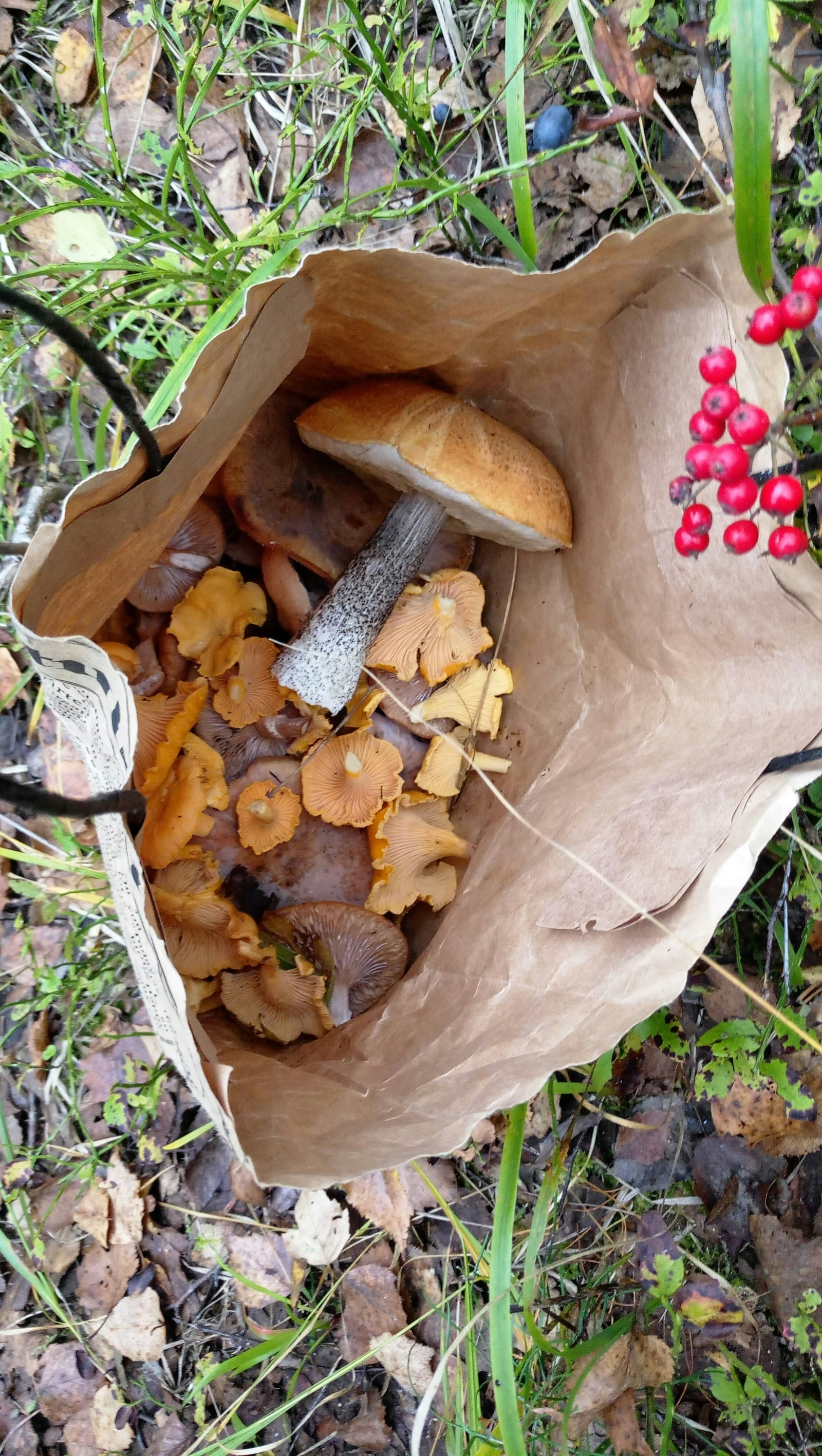 End of the season in the suburbs - My, Mushrooms, Подмосковье, Deer horns, Boletus, Porcini, Longpost