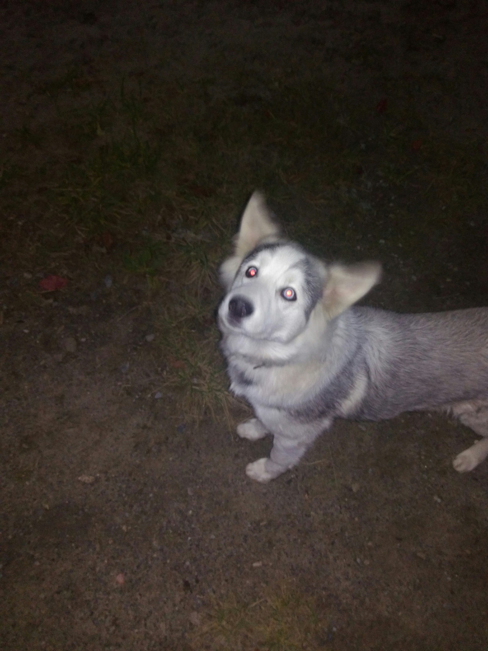 Found dog, Novosibirsk - Dog, Novosibirsk, Found a dog