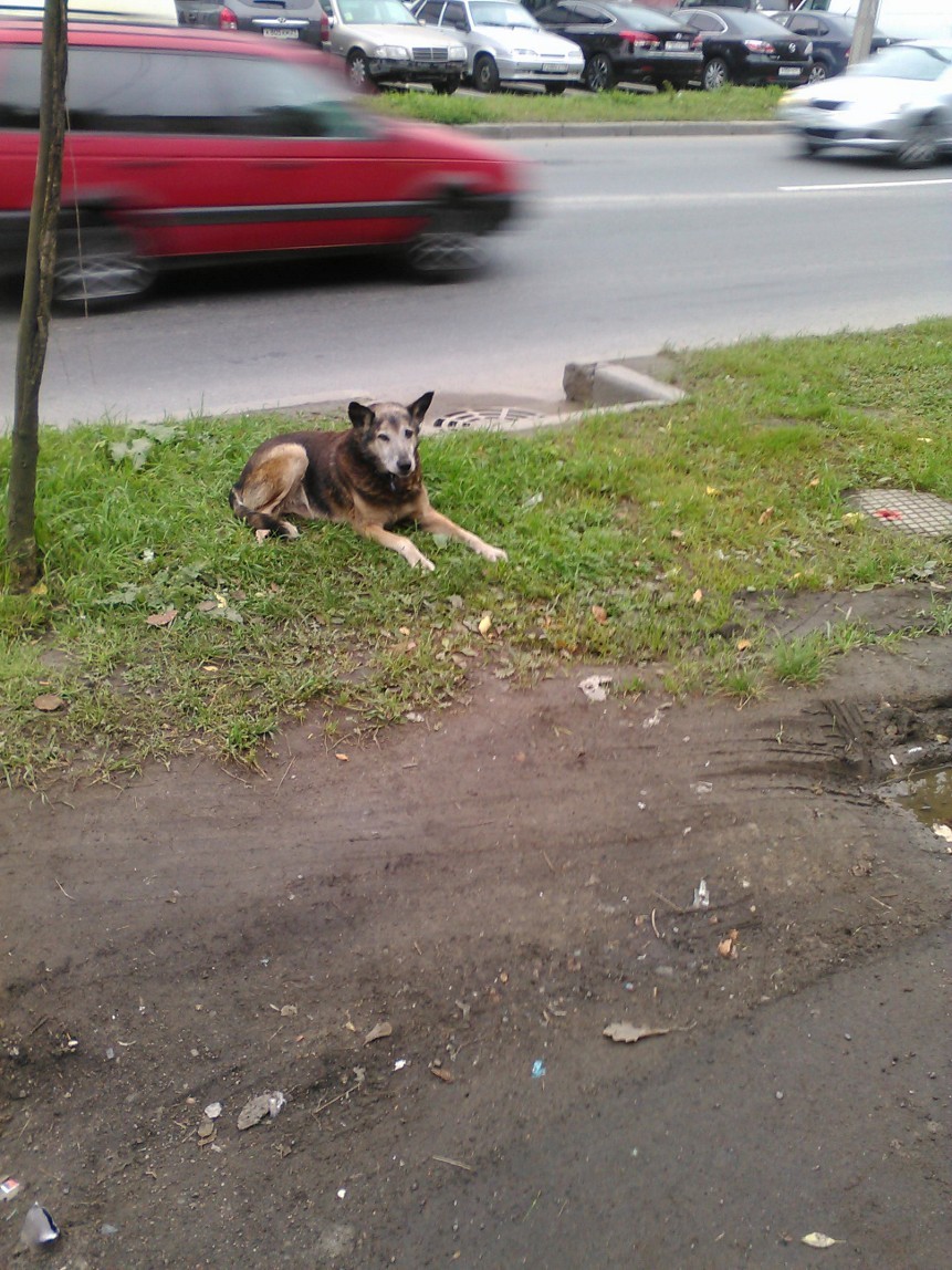 Is he waiting for someone? - My, Devotion, Dog, Longpost