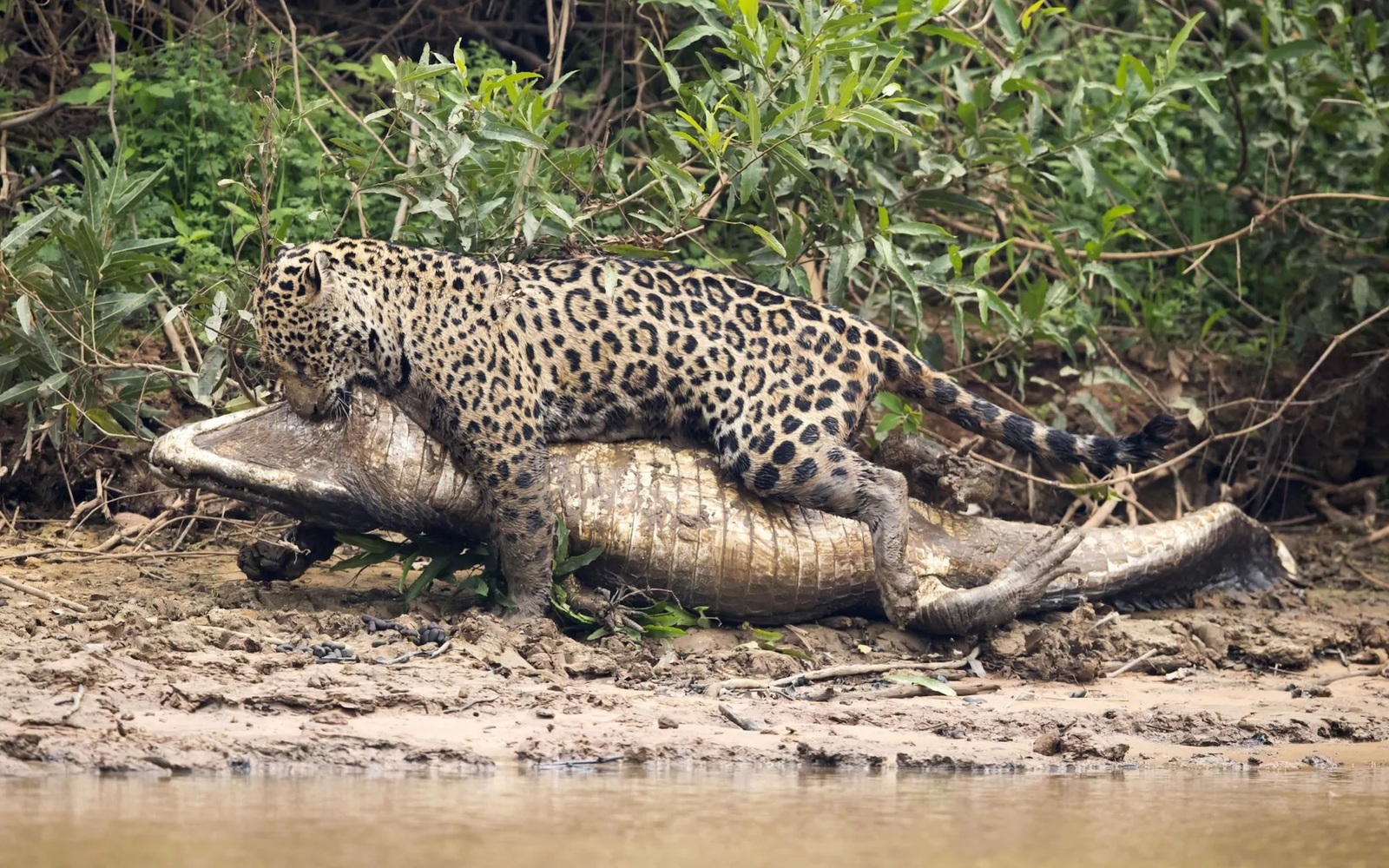 There are a lot of wild crocodiles in Brazil - Jaguar, Crocodile, Crocodiles