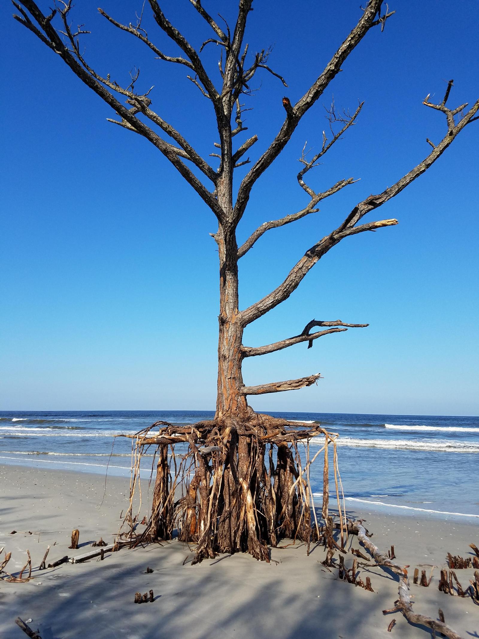 After Hurricane Irma - Tree, Shore, Hurricane, Hurricane Irma, The photo