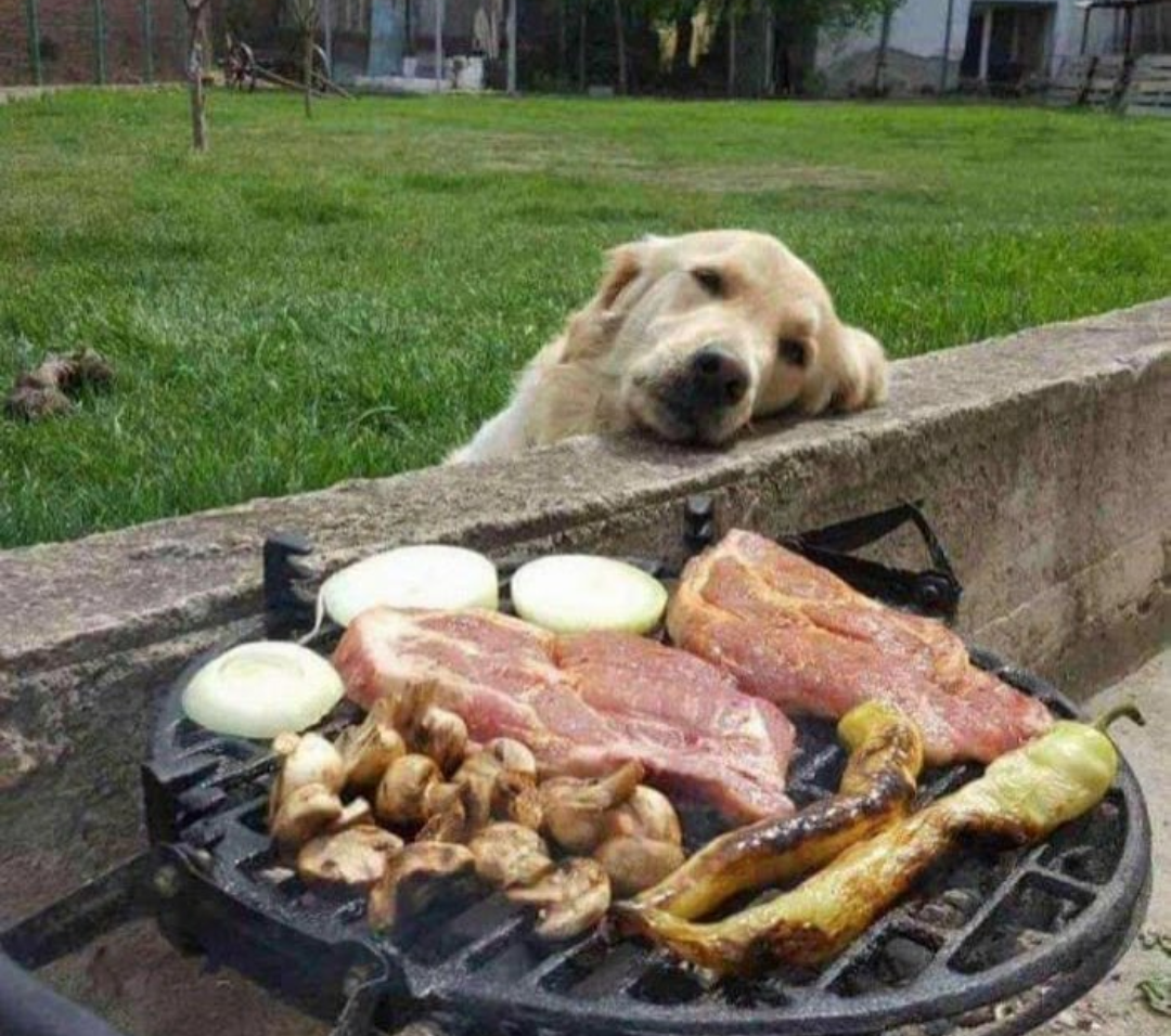 Dreams - Dog, Grill