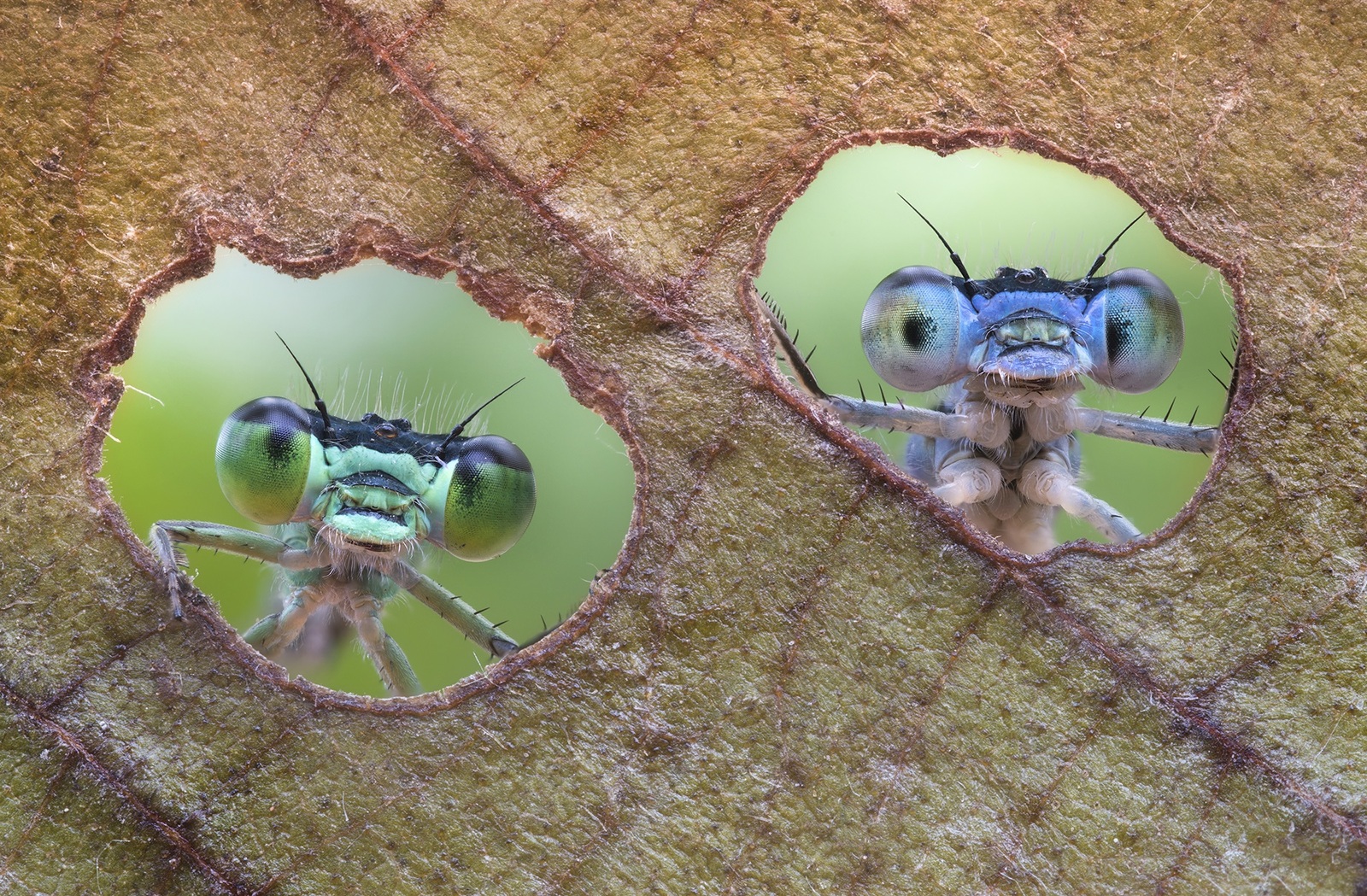 Looking out the window - Two, Nature, The photo, Dragonfly, Window, Peeps out, Frame, Insects