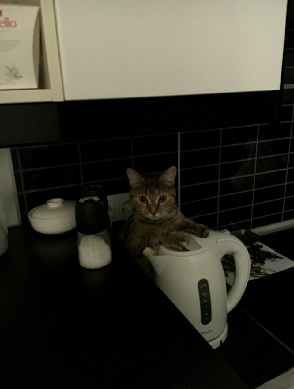 Waiting for the heating to turn on - My, cat, Kettle, Heating, Cold