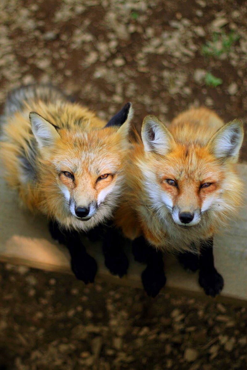 Is there something tasty? - Fox, Fyr, Sight, Fox Village