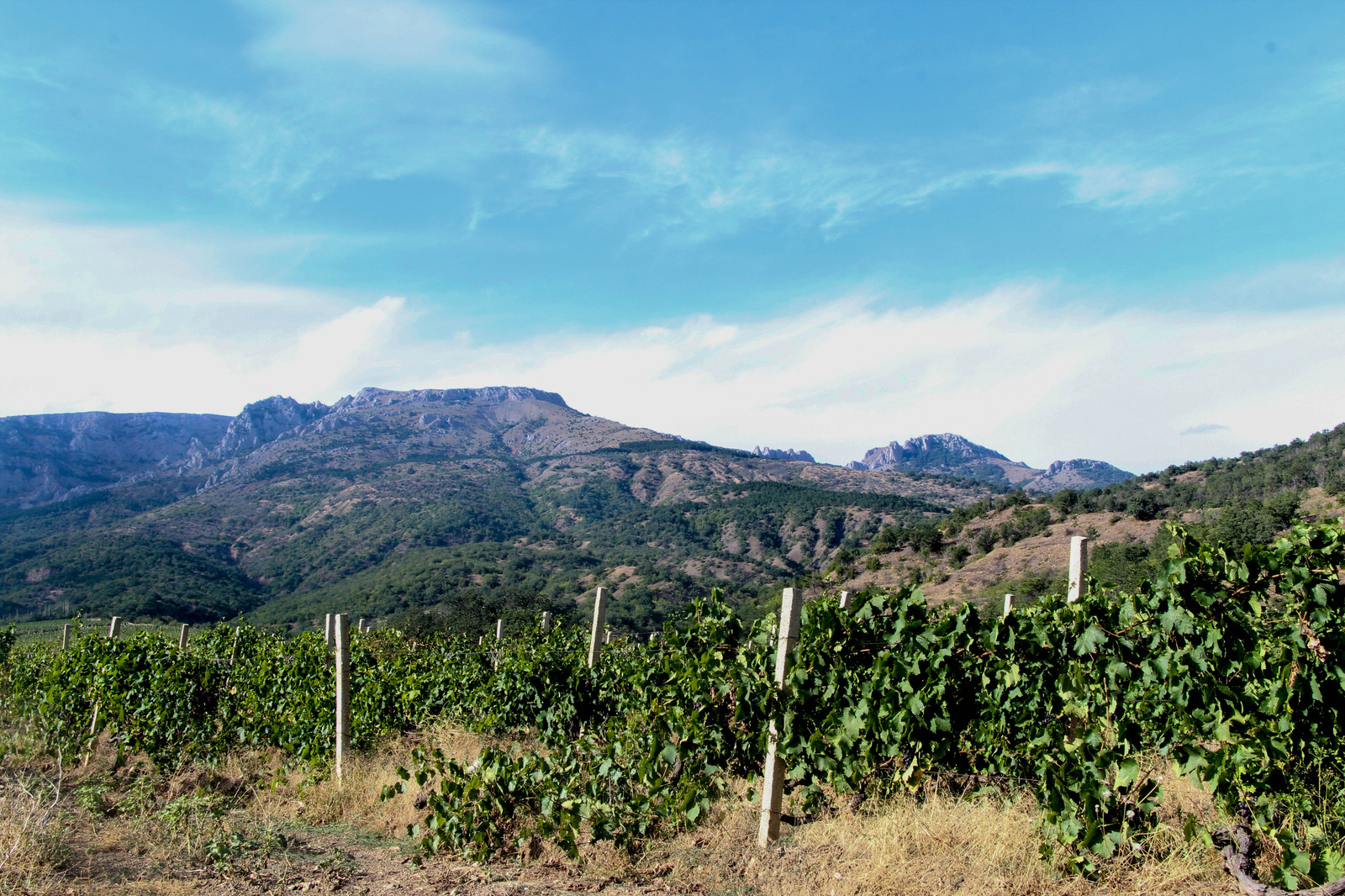 The Crimean Campaign: Behind the Scenes, or Memoirs of an Unlucky Hiker. The first day. Vineyards, blackberries and a mountain lake. - My, Crimea, Hike, Valley of Ghosts, Rybachye, , Vineyard, Travels, Tourism, Longpost