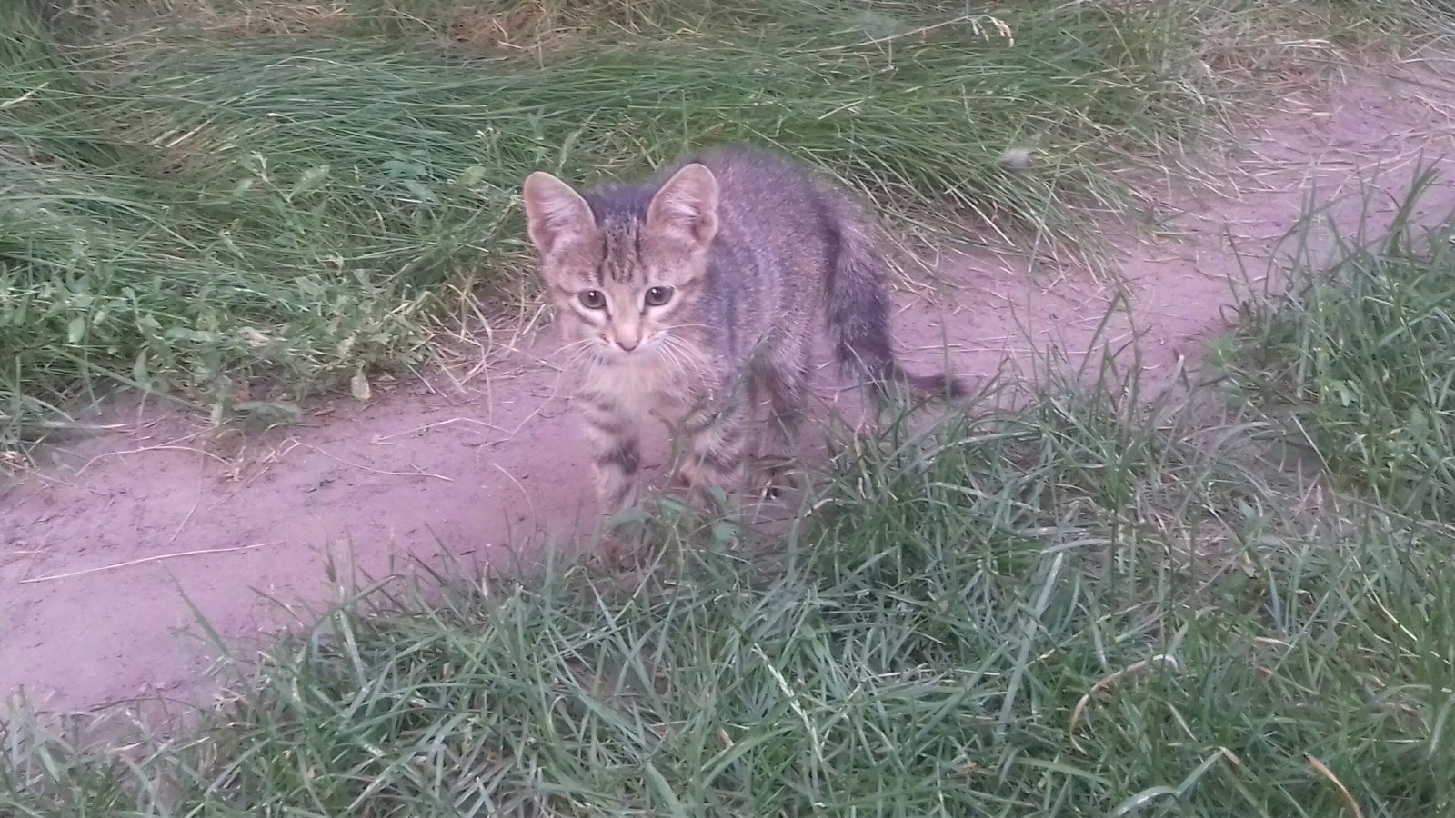 Котейка ищет хозяина - Моё, Ульяновск, Кот, Помощь, Лига Добра, В добрые руки, Длиннопост