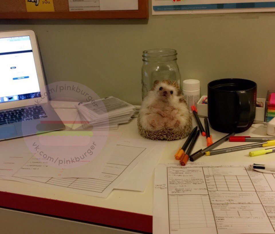 Well, how do you order to study, if my hedgehog is sitting here and waiting, when will I pay attention to him - Hedgehog, Attention, Is sitting, Milota, The photo, Looks