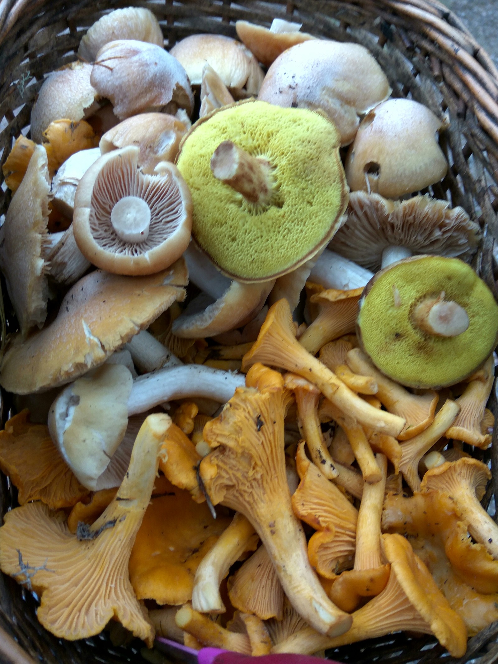 Remnants of a former luxury - My, Mushrooms, Autumn, Silent hunt, Clean forest, Forest, Cap, Chanterelles, 