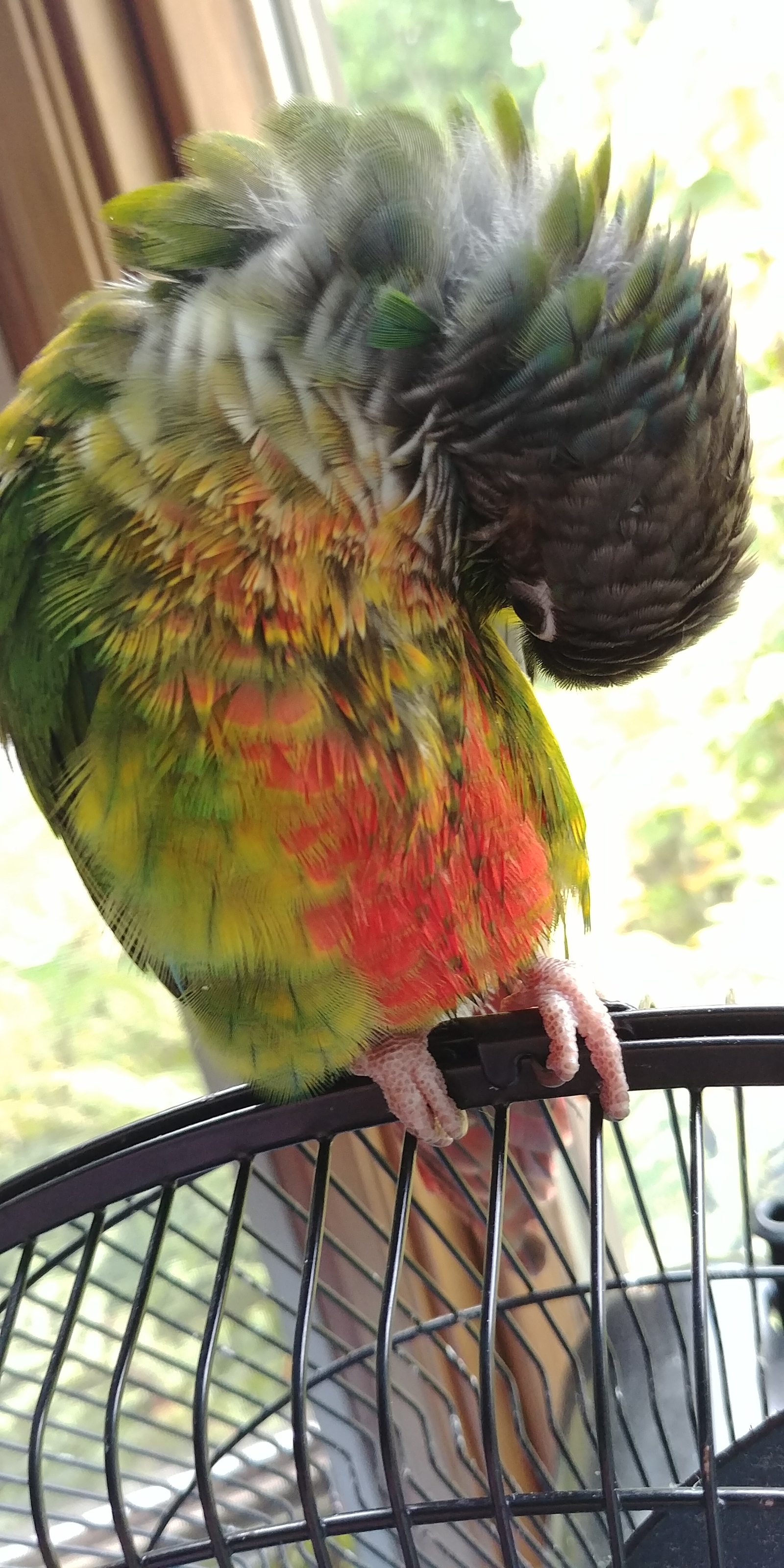 Interesting place to nest! - My, A parrot, Birds, Nest, Longpost