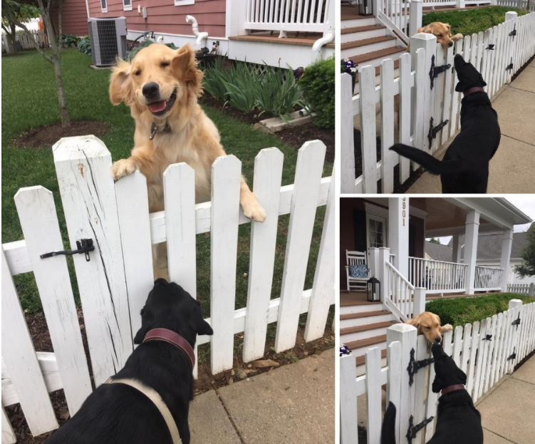 This is how every morning my dog ??and I pass by the house of his beloved - Meeting, Milota, Dog, Love, Pets, Fence