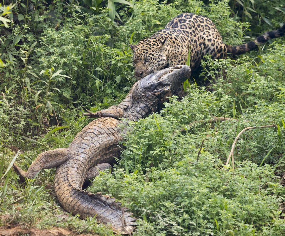 Jaguar vs crocodile - Wild animals, cat, Crocodile, Wild World, Longpost, Crocodiles