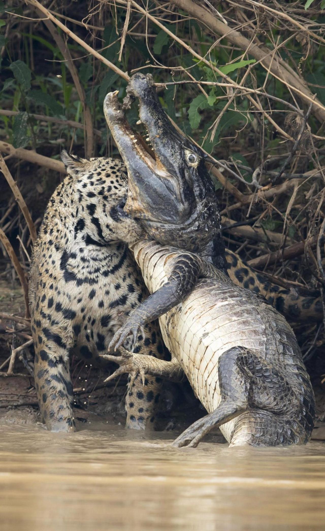 Jaguar vs crocodile - Wild animals, cat, Crocodile, Wild World, Longpost, Crocodiles