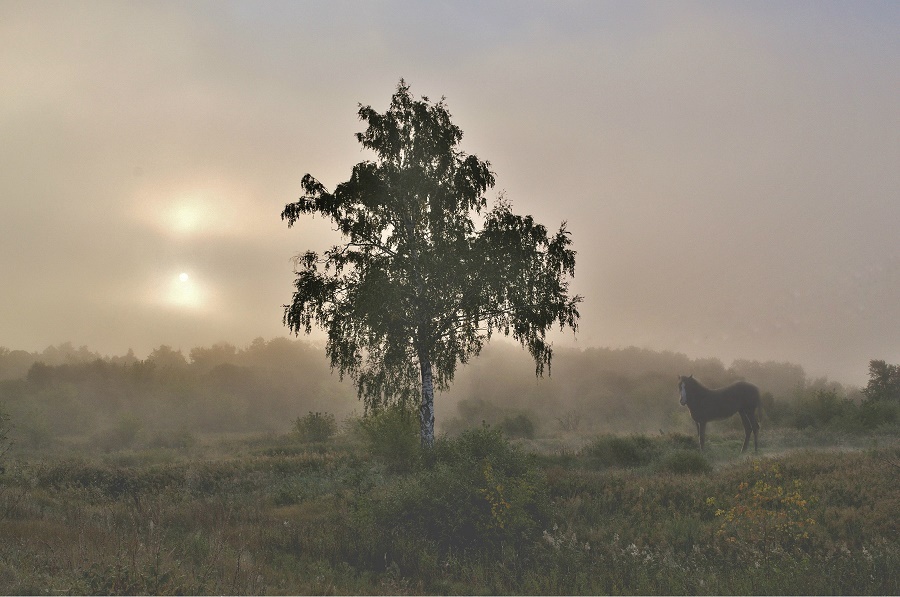 Pastoral. - Morning, Fog, dawn, Pastoral, The photo