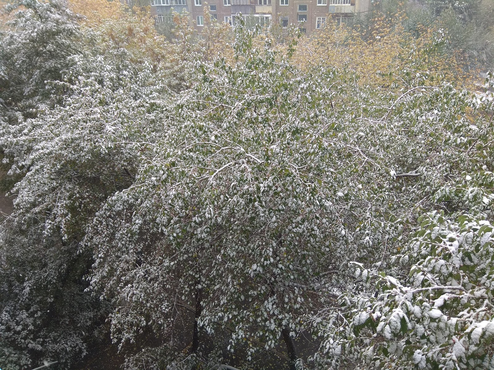 Indian summer in Chelyabinsk - My, Winter, Snow, Indian summer, Chelyabinsk