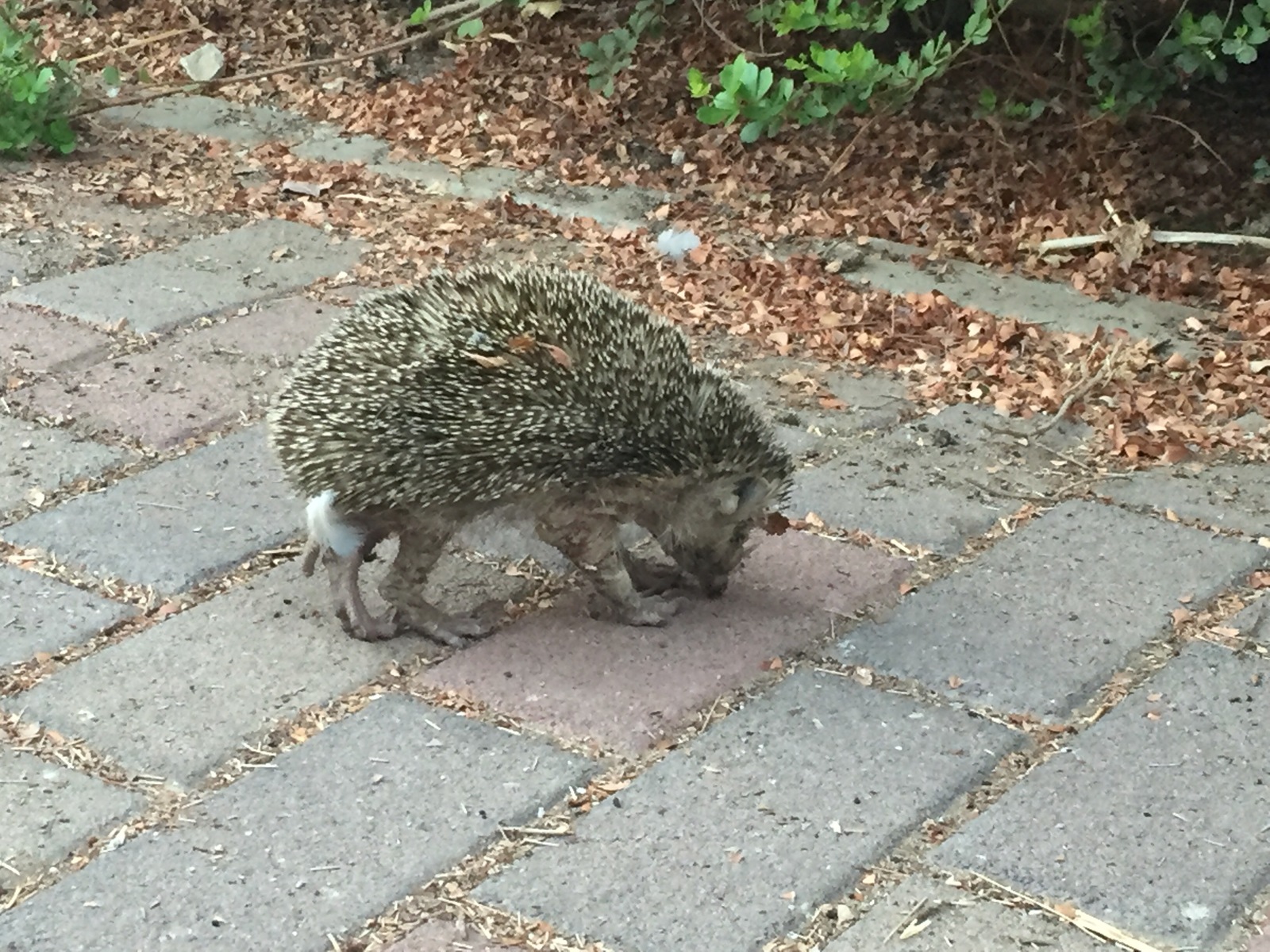 strange hedgehog - My, Hedgehog, The street