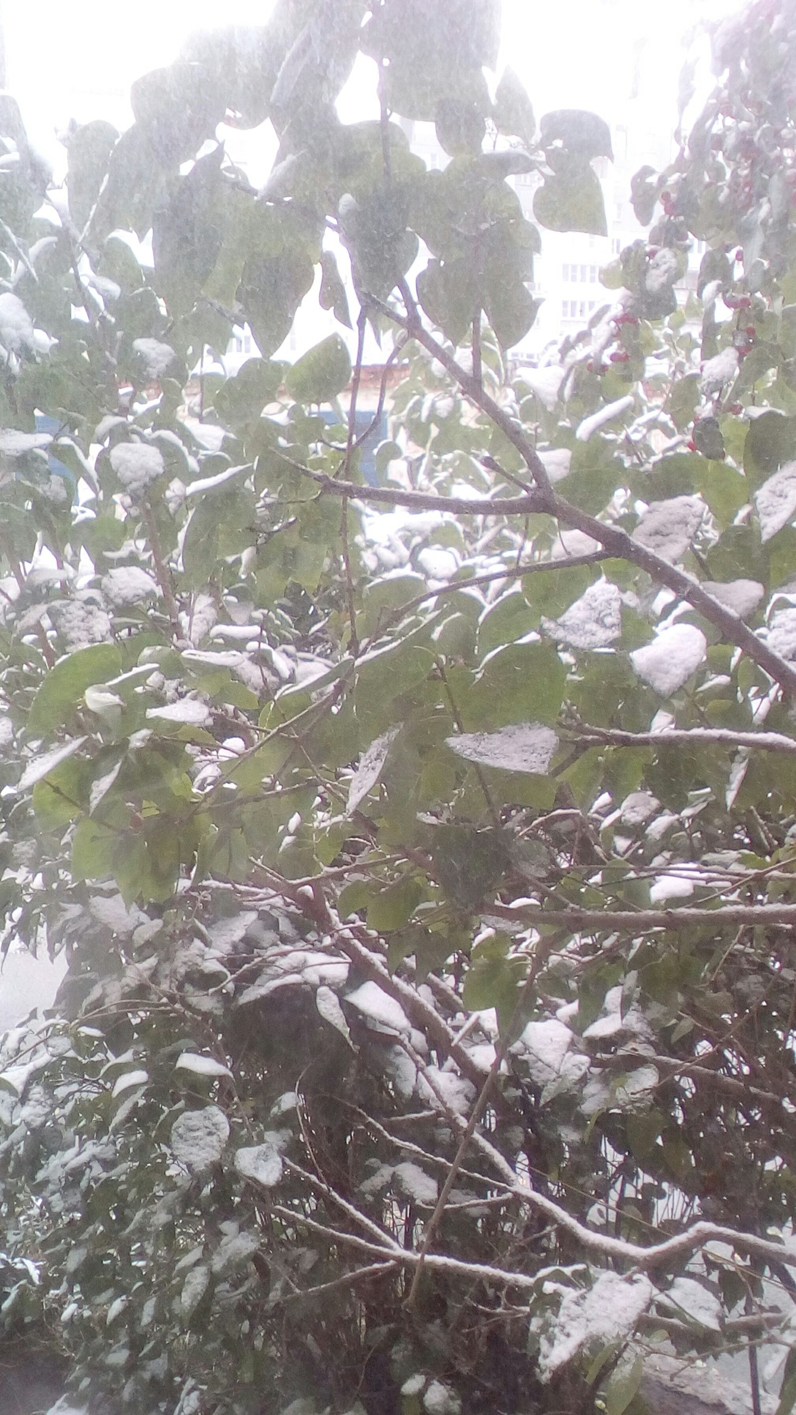 Here is the first snow - My, The winter is coming, Snow