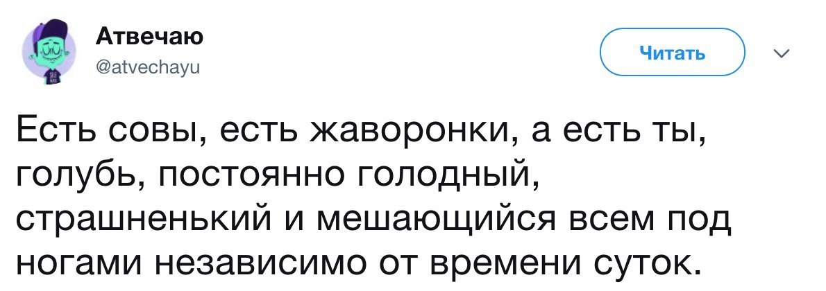 Я голубь - Twitter, Голубь, Жаворонки, Сова