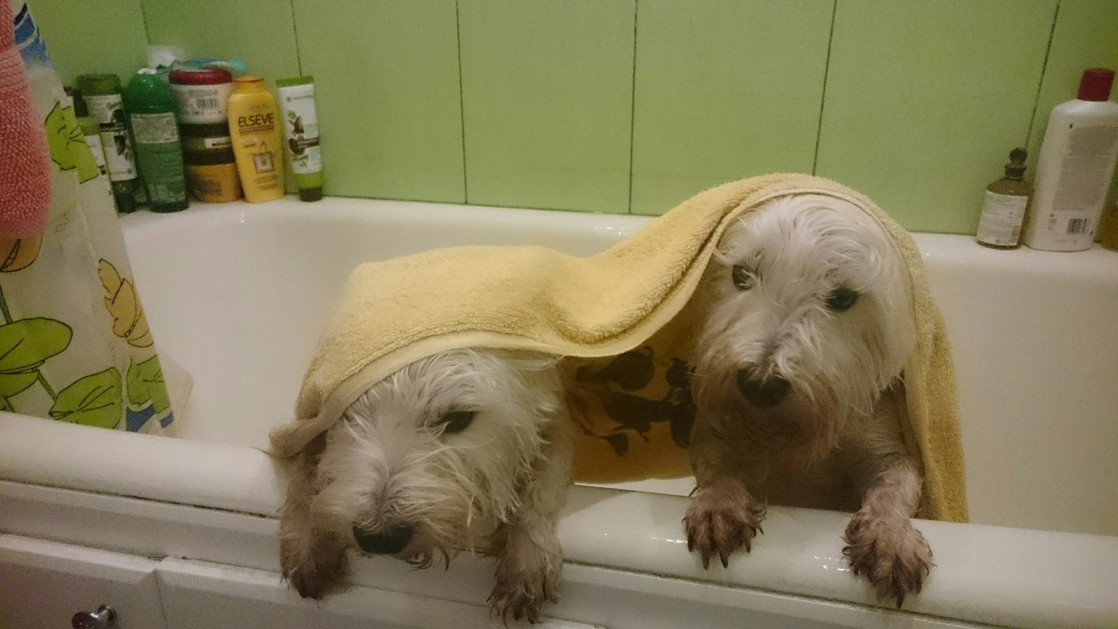 Psinophoto series - My, Dog, West Highland White Terrier, Pseudophilosophy, The photo, the washing up, , Nobody reads tags