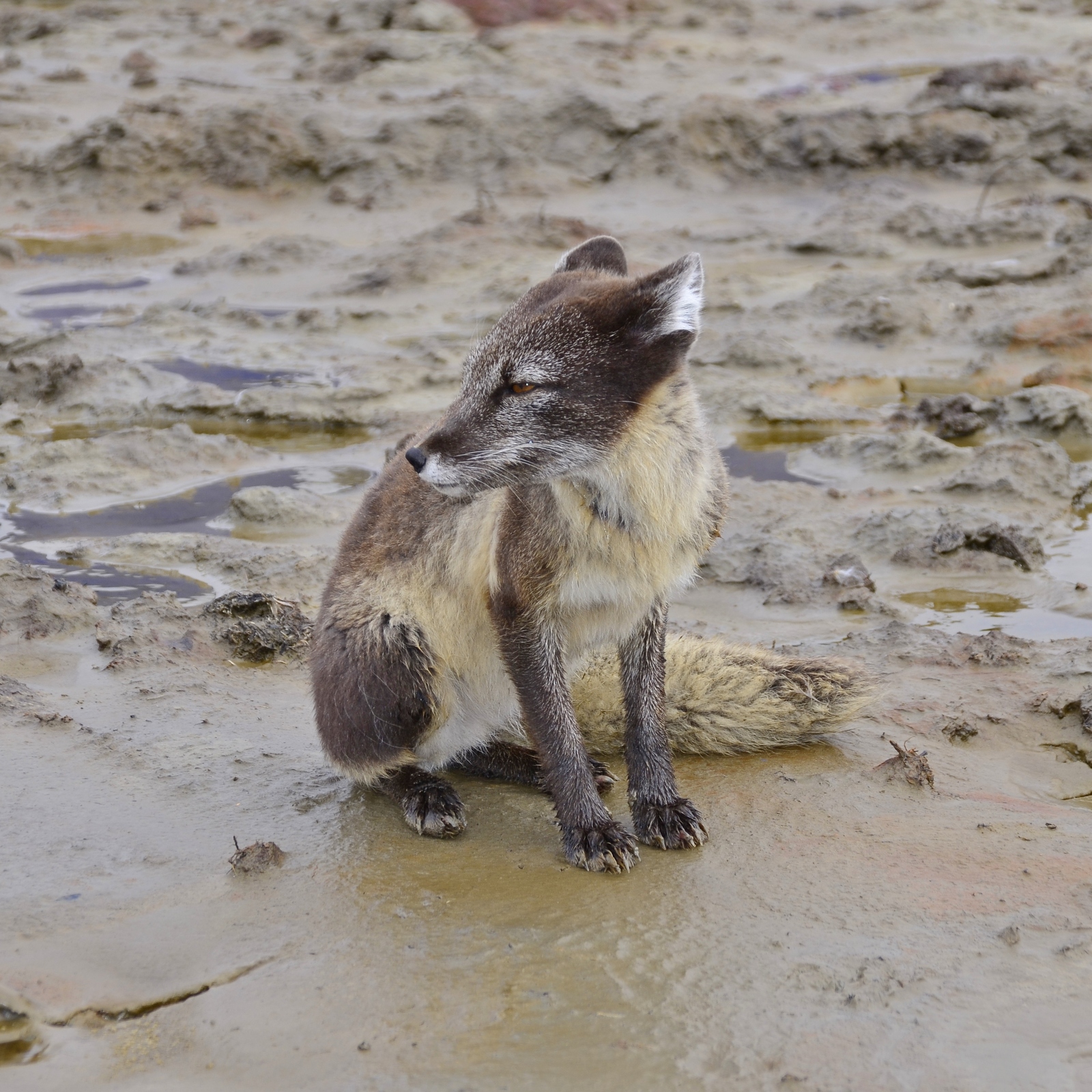 Beauties of Yamal - Arctic fox, Yamal, Longpost