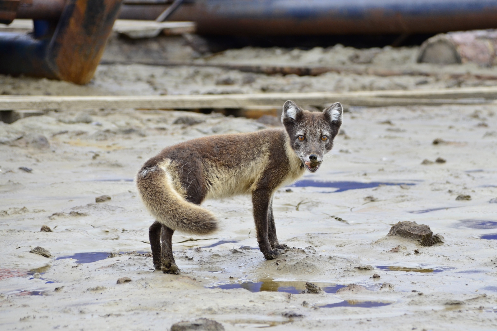 Beauties of Yamal - Arctic fox, Yamal, Longpost