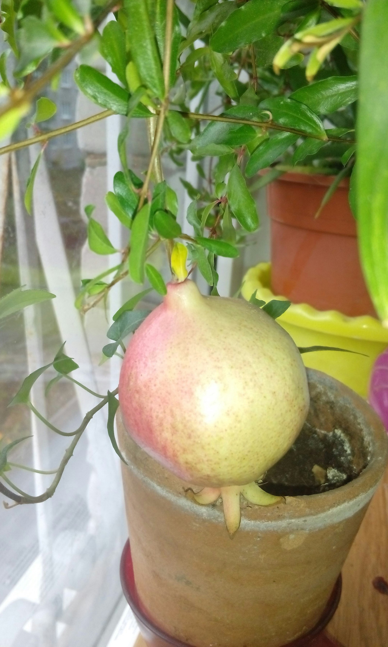 My homemade pomegranate. - My, Grenades, Garnet, Houseplants, Plants, Longpost, Hand grenade