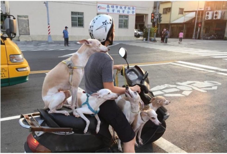 Met this funny family in Taiwan - Taiwan, Milota, Dogs and people, The photo