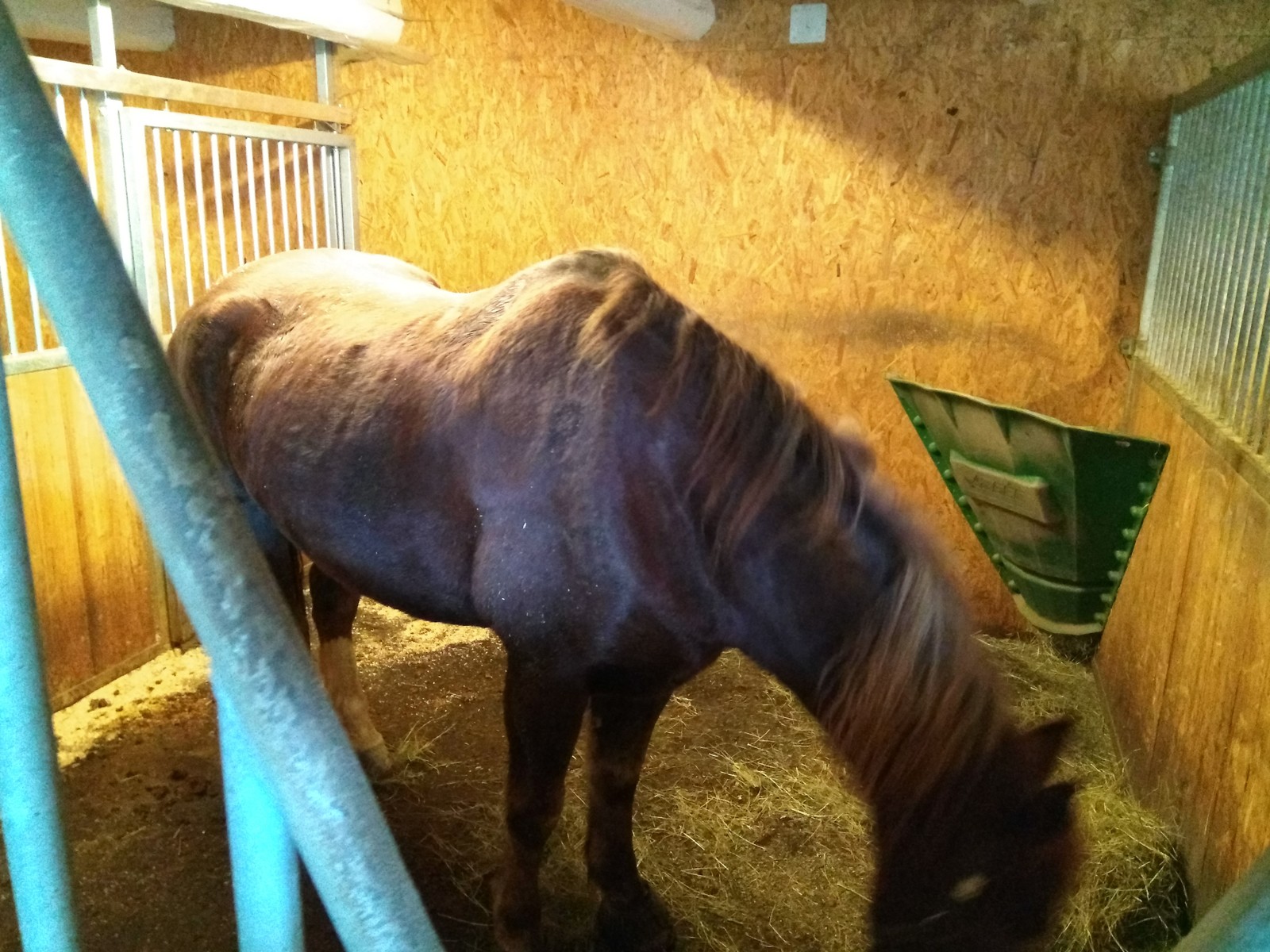 The story of one walk. - My, Longpost, Animals, Switzerland