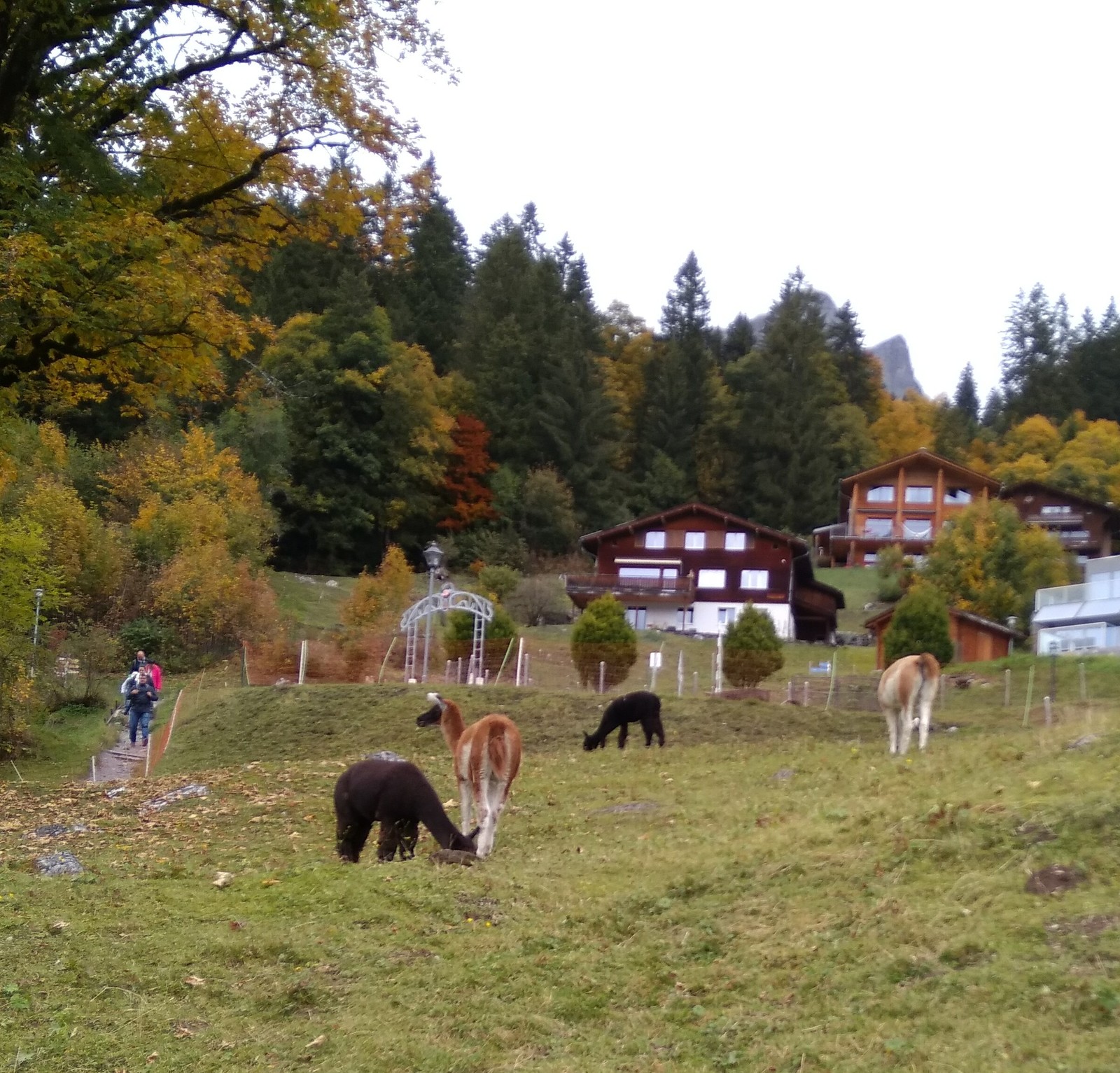 The story of one walk. - My, Longpost, Animals, Switzerland