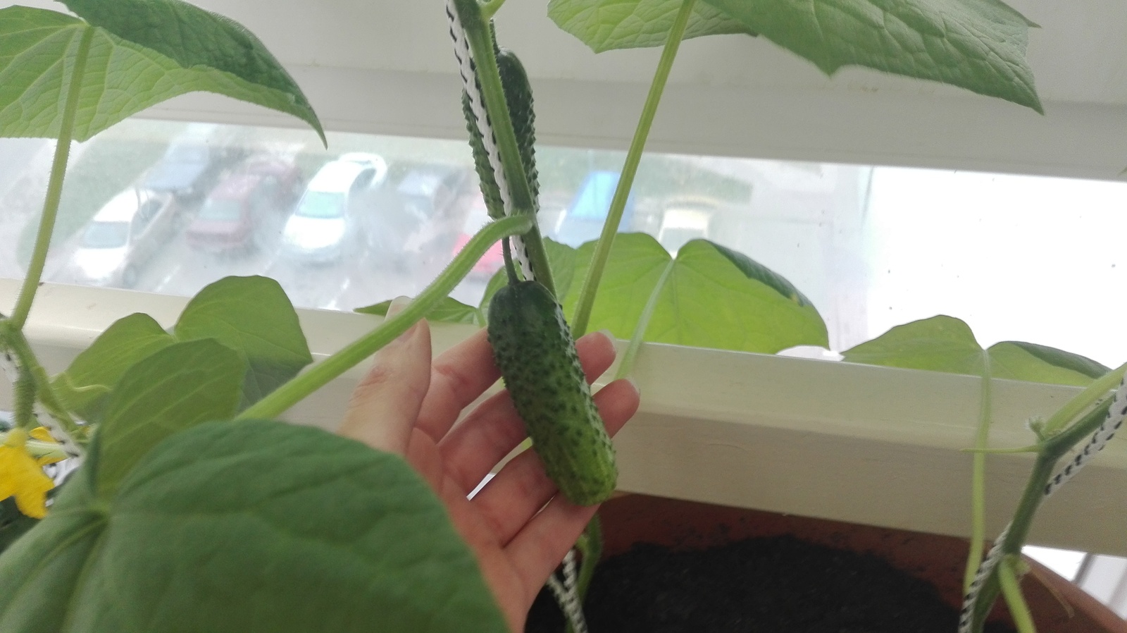 Cucumbers on the balcony. - My, Vegetable garden on the windowsill, , Cucumbers, Garden, Rukozhop, cat, Longpost