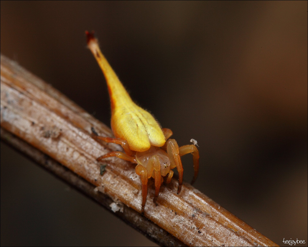 Spiders are good at cosplay. - My, Spider, Mimicry, Disguise, Longpost