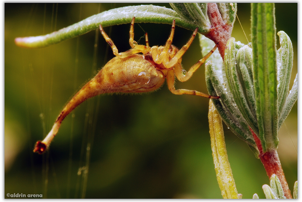 Spiders are good at cosplay. - My, Spider, Mimicry, Disguise, Longpost