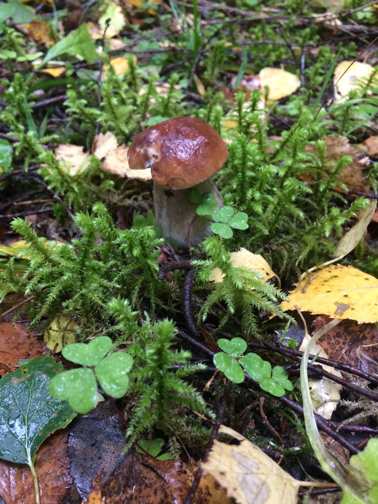 Mushroom harvest in 2017 near Mozhaisk - My, Mushrooms, Forest, Silent hunt, Honey mushrooms, Porcini, Mozhaisk, Longpost